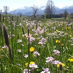 Mayr - Bergblick *