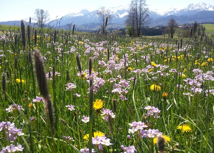 Mayr - Bergblick *